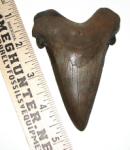Big Mega Shark Tooth